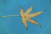 Herfst