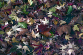 herfst