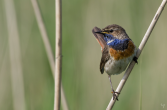Blauwborst