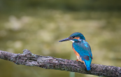 IJsvogel