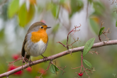 Roodborst