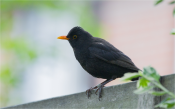 Merel - Common Blackbird