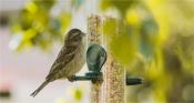 Huismus - House Sparrow