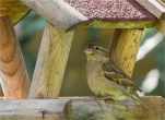 Huismus - House Sparrow