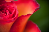 Pentax+Raynox