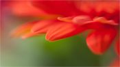 Gerbera