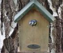 Pimpelmees - Blue Tit