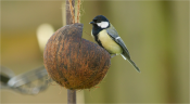 Koolmees op kokosnoot - Grreat Tit on coconut