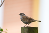 Heggenmus - Dunnock