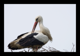 Ooievaar - White Stork