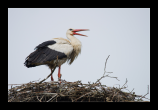 Ooievaar - White Stork -2-
