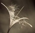 Windstil - door Peet