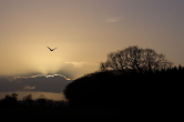 Een Ooievaar Bij Zonsondergang - door Asahiflex