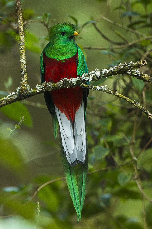 Resplendent_Quetzal_male_-_Cloud_Forest_in_Costa_Rica.jpg